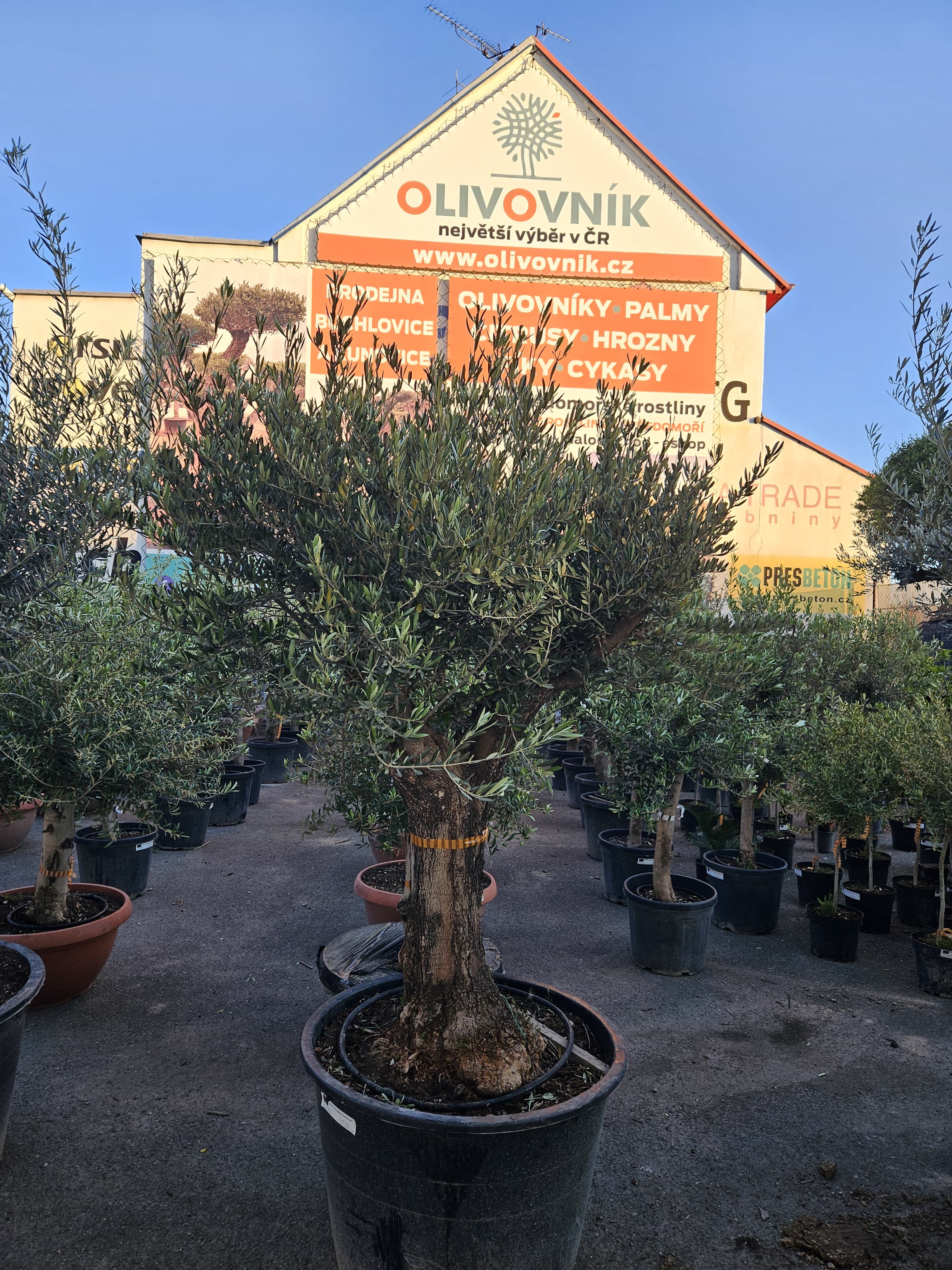 Olivovníky - Olivovnik.cz